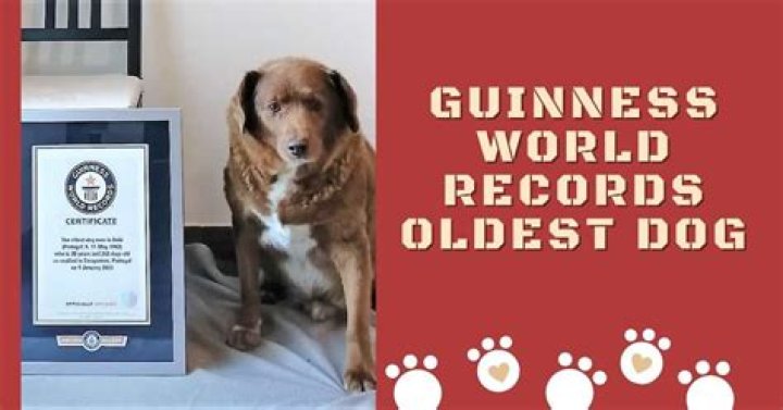 
A Portugal Dog Become Guinness World Record Holder: How Old Is He? 
