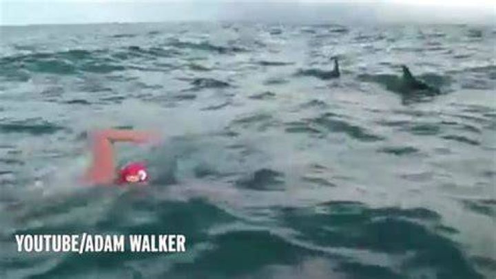 
Adam Walker: Swimmer saved by ‘hero’ dolphins who chased off deadly shark poised to attack him 