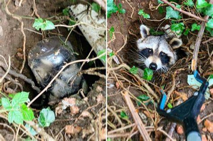 
Animal rescuers save raccoon with peanut butter jar stuck on its head 