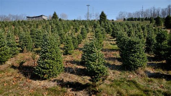 
Christmas Trees Will Be More Expensive This Year — But There Will Be Plenty to Go Around 