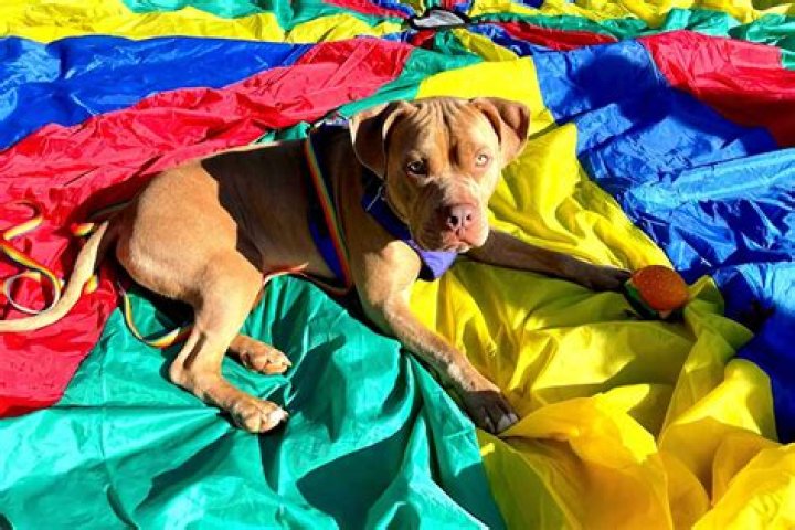 
‘Excitable’ Pit Bull Puts Energy into Therapy Dog Training After Rescue Saves Him from Kill List 