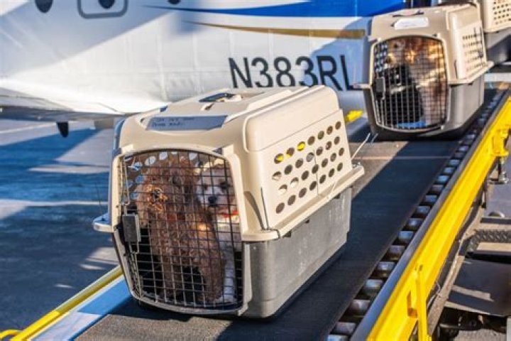 
French Bulldogs, Poodles and Dozens of Other Dogs Saved from Puppy Mills and Flown to New Homes 