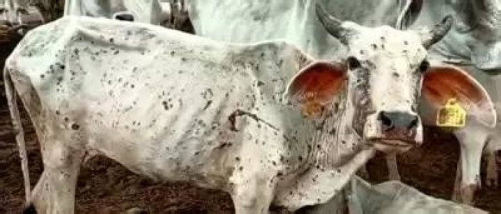 
Gurugram: 93 cattle die of Lumpy Skin Disease, 890 infections found 