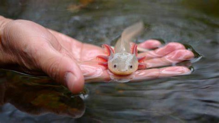 Has Alot_of_axolotl Done Face Reveal On Reddit? Here’s All