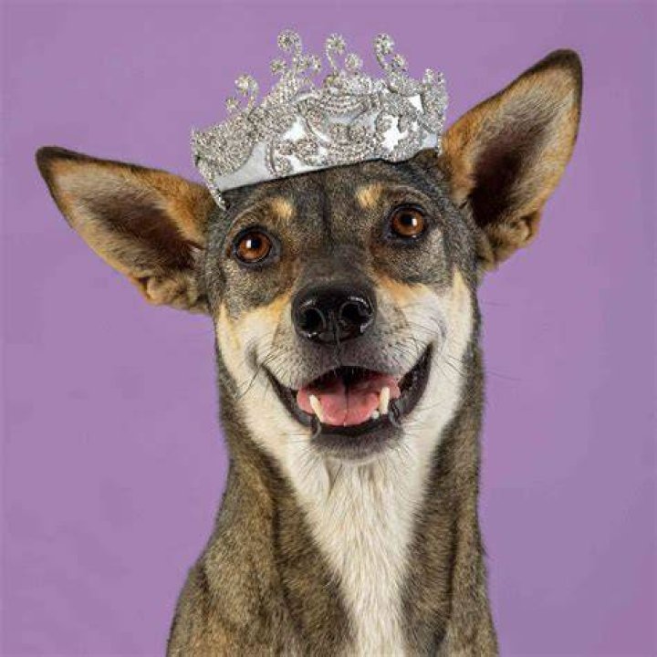 
Haute Dogs! Royal Hat Designers Create Couture Canine Headpieces for Charity — See the Adorable Pics 