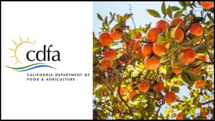 
How are psyllids affecting California’s citrus trees? Details explored as CDFA issues guidelines to prevent spread of deadly disease 