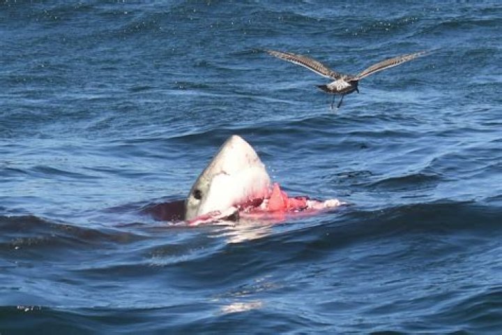 
Kimon Bisogno, 38, dies in a deadly Shark Attack in Plettenberg Bay 