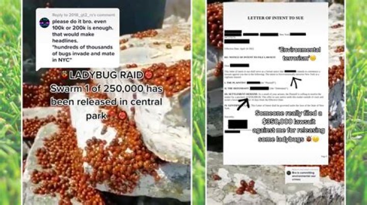 
‘Ladybug Raid Tiktok’ Meaning, How & Where Is The Term Used? 