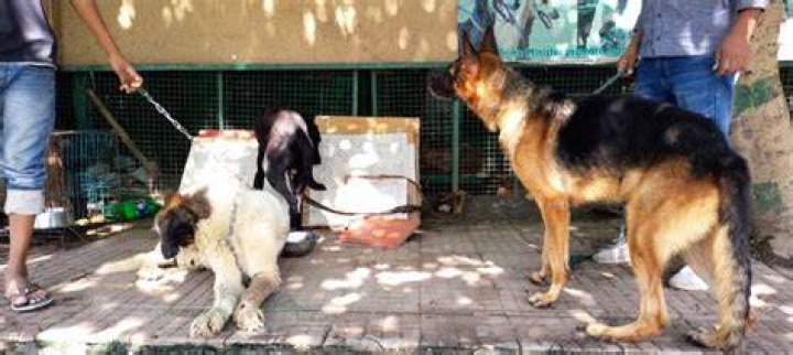 
Man’s best friend bites: Pitbulls, German Shepherds spread terror in Noida-G’bad 