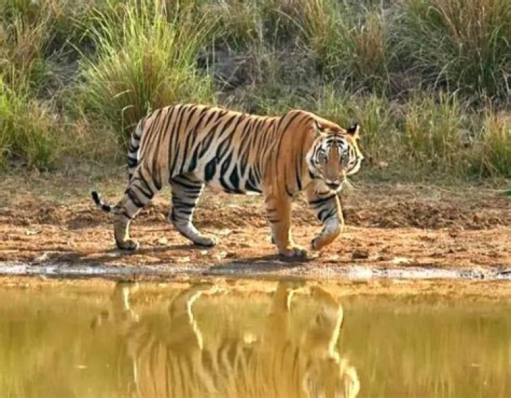 
MP’s tiger reserves will welcome tourists from Oct 1 