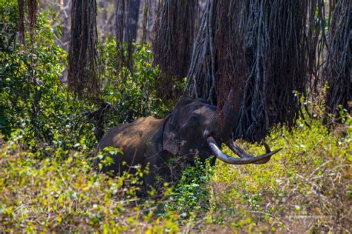 
Mr Kabini Elephant Death Cause Age 30, What Happened? 