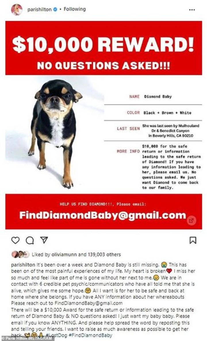 
Paris Hilton’s Dog Diamond Baby Goes Missing, Big Reward Offered for Return 