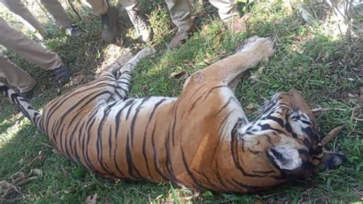 Photos: Roy Horn Face After Tiger Attack And Injuries – What Happened? Was The Tiger Euthanized?