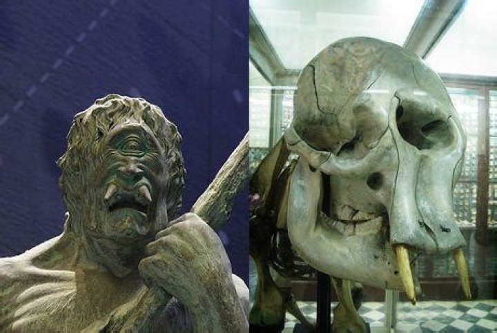 
Pygmy Elephant Skulls Inspire Cyclops, What Do They Resemble And Reddit Discussions 