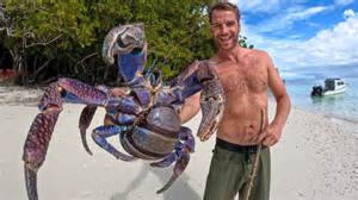 
Samurai Crab Video On Reddit, Amazing Fact: The Crab With A Human Face 