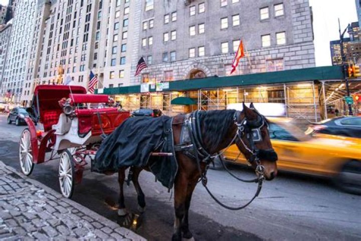
Sanctuary Plans to Build Rescue for Retired Carriage Horses Following Death of N.Y.C. Horse 