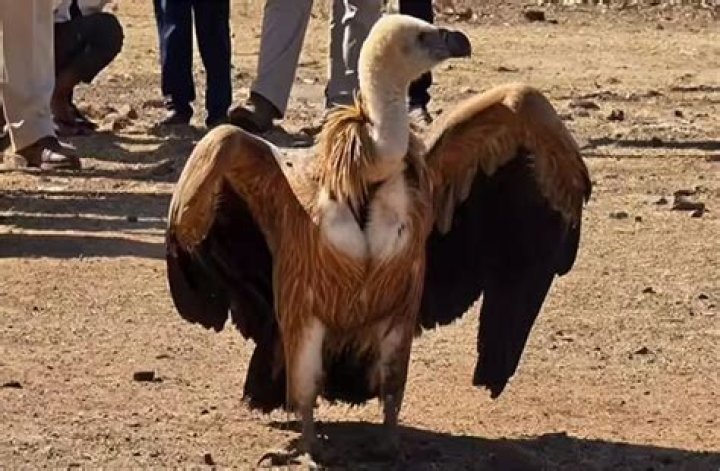 
Special vehicle to transport rescued vulture from Kanniyakumari to Jodhpur 