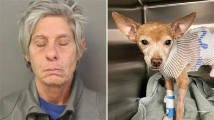 
What did Jeanette Olivo do? Chicago woman arrested over random attack on teen’s chihuahua 