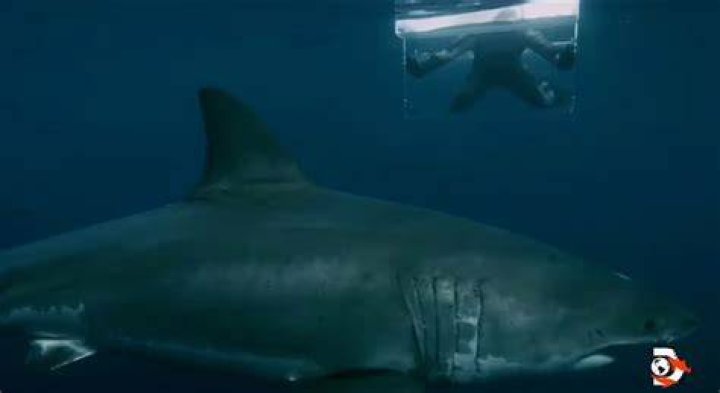What Happened To Jimi Partington? Shark Weeks Starts With HIs Incredible Survival Story