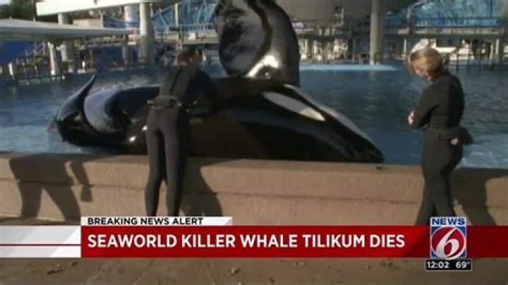 
What happened to tilikum after blackfish? 