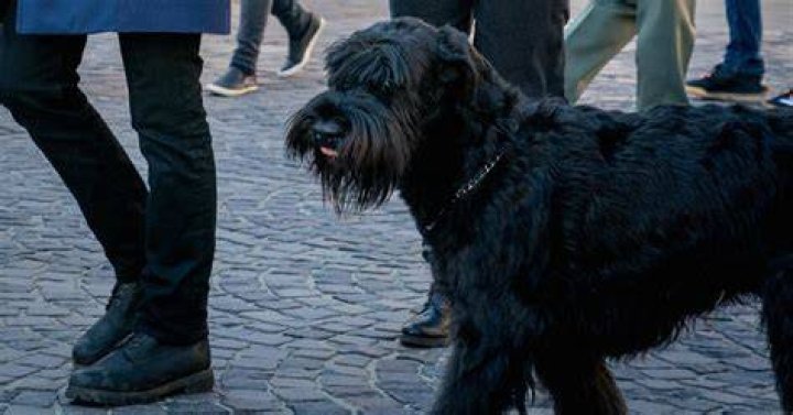 What Type of Dog Is Tank on ‘FBI: International’?