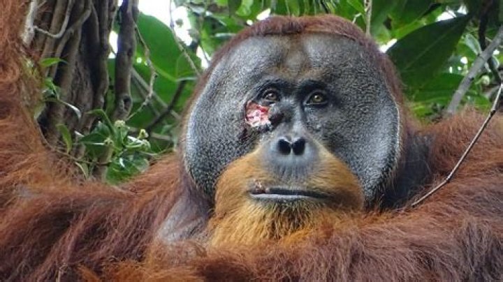 
Who Is Hasanal Arifin? Orangutan Attacks Man After He Jumps Into The Cage In The Zoo 