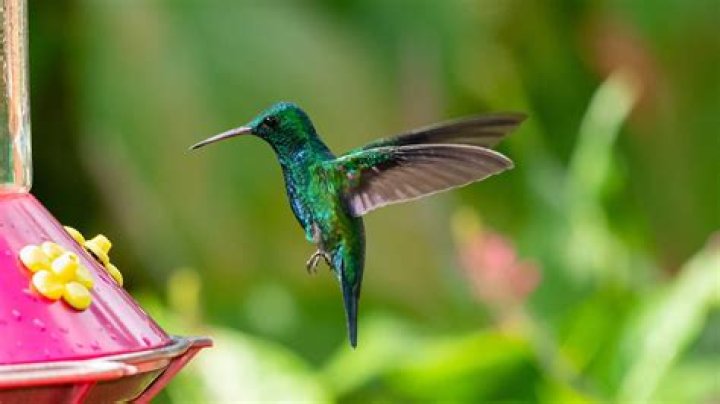 Who Is Jack Barksdale? Everything On Death Of A Hummingbird Album Singer