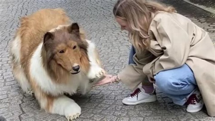 
Who is Toco? Japanese man becomes a dog 